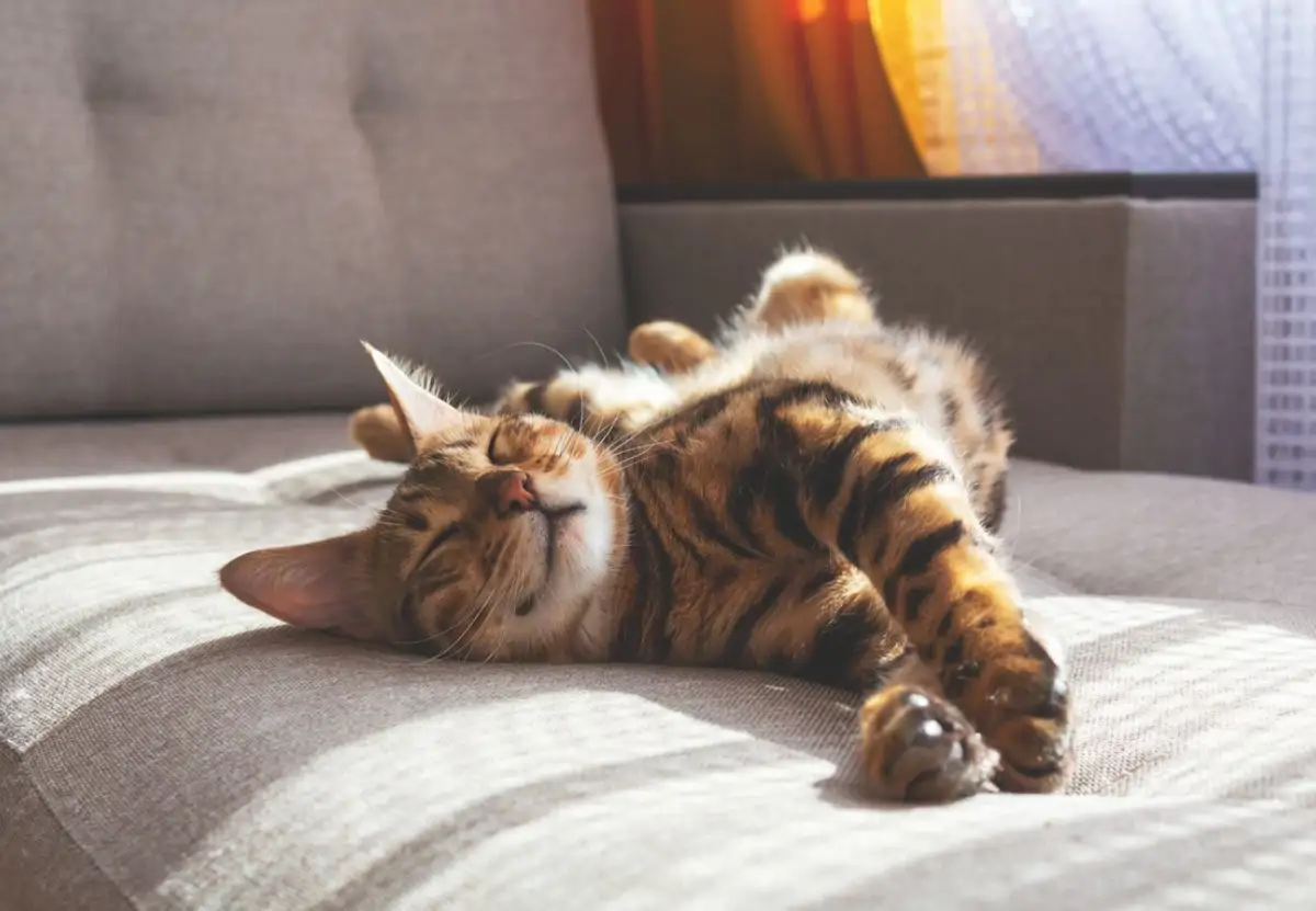 gatodurmiendo