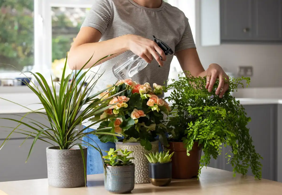plantas