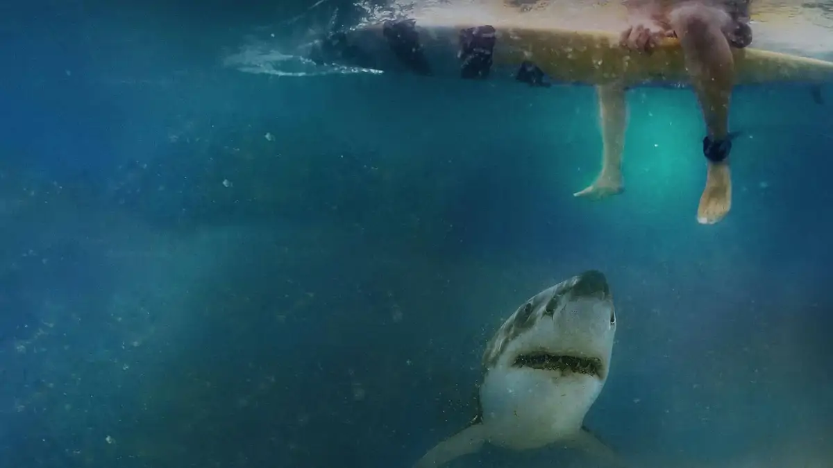 Los tiburones de Cabo Cod (2023)