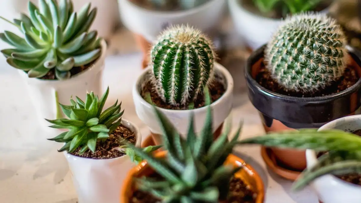 cactus