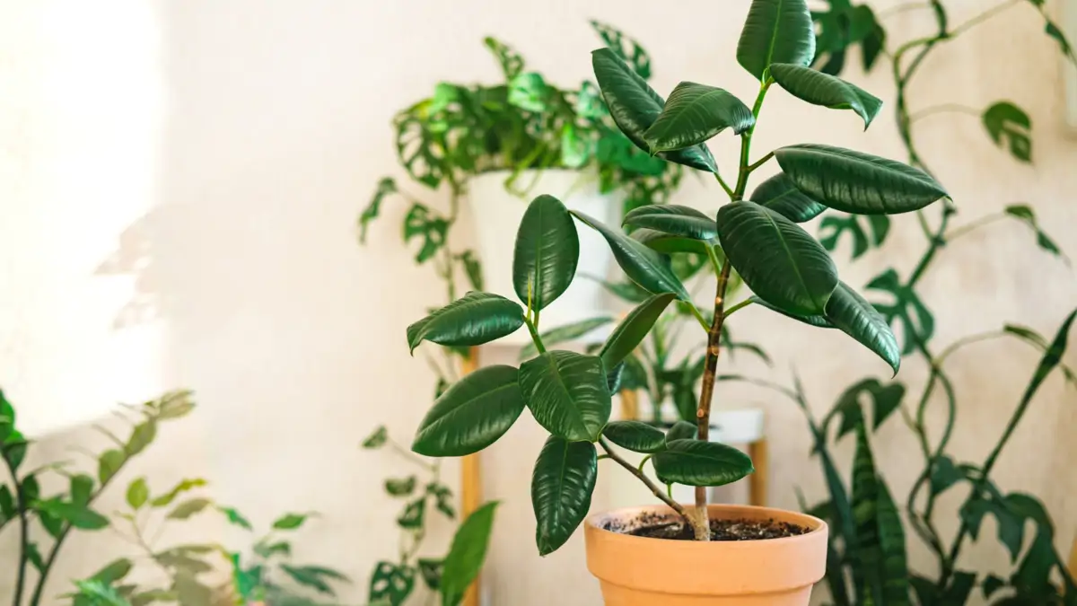 Ficus elástica